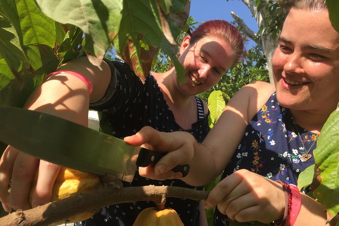 Chocolate Tour in Vallarta - From harvested seed to handmade chocolate