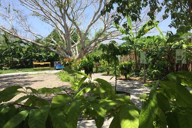 Chocolate Tour in Vallarta - The small exhibition, mud kitchen, and chocolate shop