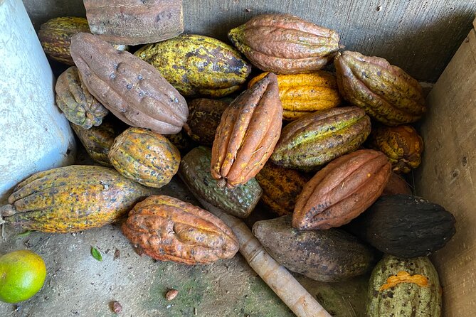 Chocolate tour near Medellin - Walking a family farm with Sandra and her family