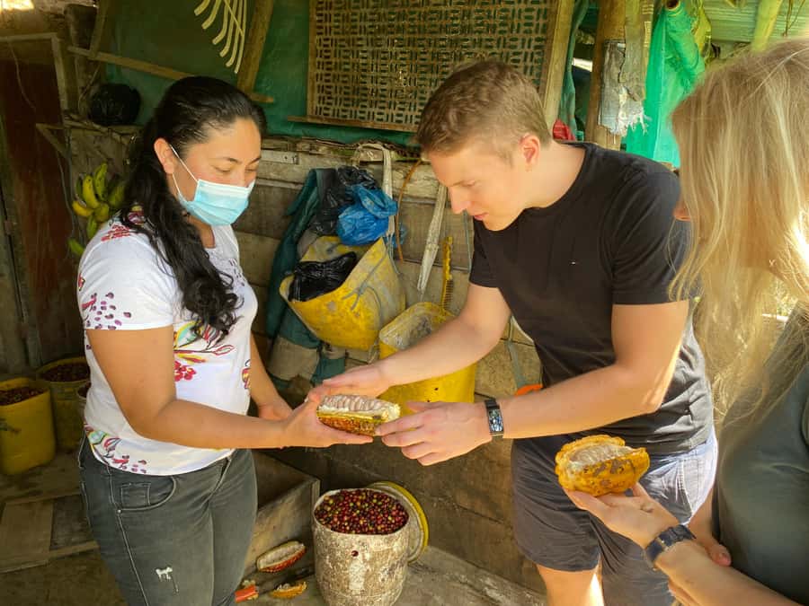 Chocolate tour near the Medellín - Picking cacao in the grove