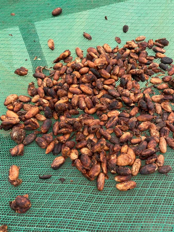 Chocolate tour near the Medellín - Meeting the family behind the cocoa