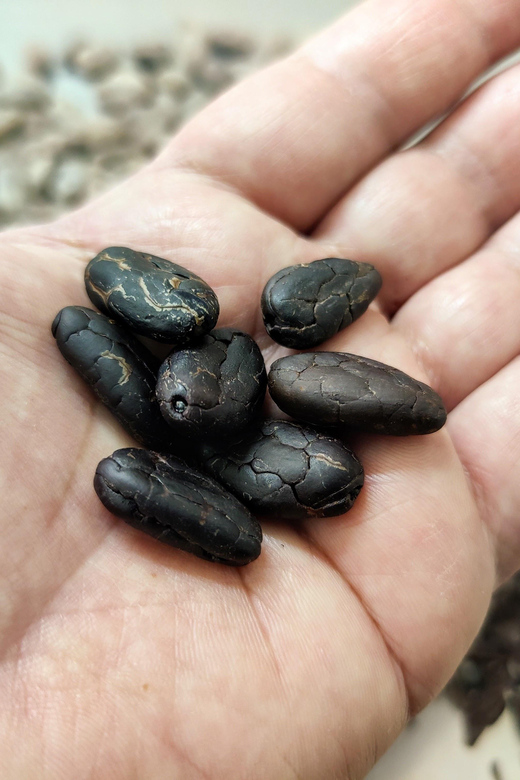 Chocolatier for a day: raw bean to bar chocolate in Modica - Why this Modica chocolate workshop is different