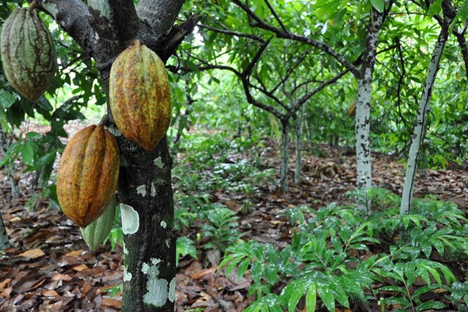 Cocoa & Artisan Chocolate Route with an Historical Tour in Puerto Plata City - The family story at Hacienda Cufa