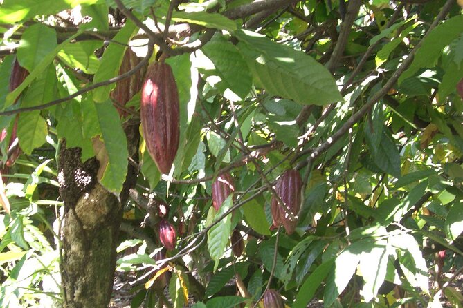 Cocoa & Artisan Chocolate Route with an Historical Tour in Puerto Plata City - What the six-hour schedule really means