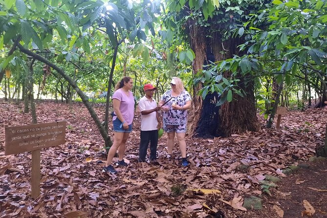Cocoa & Artisan Chocolate Route with an Historical Tour in Puerto Plata City - Who should book this cacao and city tour?