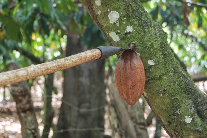 Cocoa & Artisan Chocolate Route with an Historical Tour in Puerto Plata City - Final call: book it with a few checks