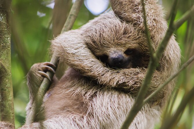 Coffee & Chocolate Tour+Sloths Park & Llanos de Cortez Waterfall - The long ride from Tamarindo to Bijagua