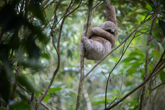 Coffee & Chocolate Tour+Sloths Park & Llanos de Cortez Waterfall - Llanos de Cortez Waterfall and the question of swimming