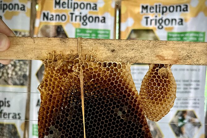 Cozumel: Hands-On Chocolate, Tortilla, Salsa & Honey Experience - The Melipona bee tasting is the rarest stop