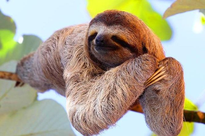 Cruise Ship Combo: Sloths, Chocolate Factory, City Tour, Beach, Private Shuttle - A practical Roatan sampler for cruise passengers