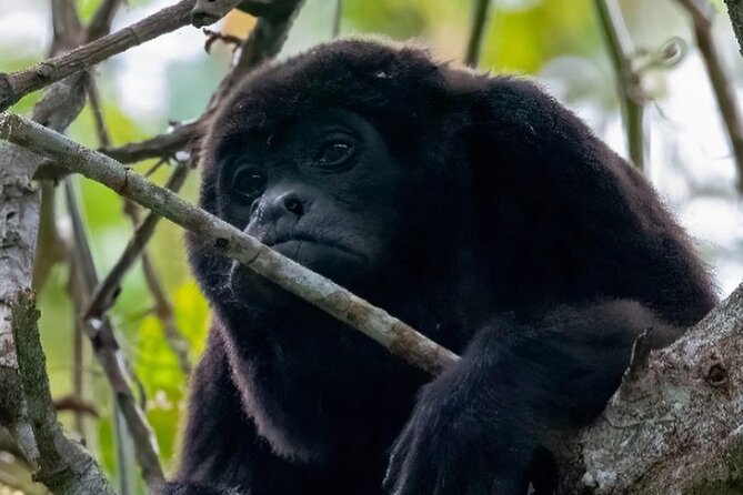 Day Trip Churute Howler Monkey Observation and Chocolate Making - Key points to know before booking