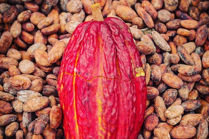Day Trip Churute Howler Monkey Observation and Chocolate Making - A private country day beyond Guayaquil