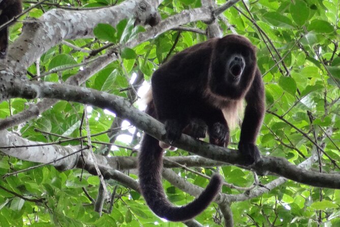 Day Trip Churute Howler Monkey Observation and Chocolate Making - Heat and mosquitoes are part of the forest