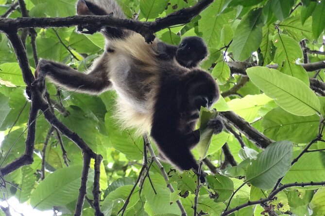Day Trip Churute Howler Monkey Observation and Chocolate Making - Finding wildlife in Churute Ecological Reserve