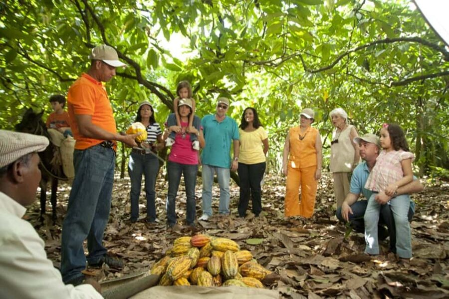 Dominican Republic: 3-Hour Chocolate Lovers Tour - Opening the pod and extracting the beans