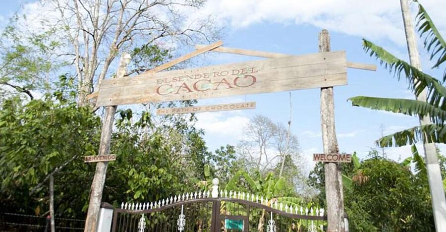 Dominican Republic: 3-Hour Chocolate Lovers Tour - What the customer feedback tells me about the experience