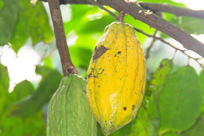 Escape Accra City to Aburi Gardens and Tetteh Quarshie Cocoa Farms - Leaving Accra for Aburi’s cooler hills
