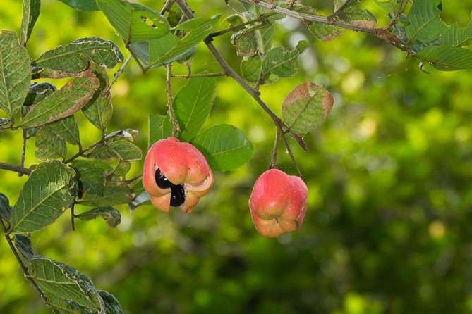 Escape Accra City to Aburi Gardens and Tetteh Quarshie Cocoa Farms - What the $170 price means