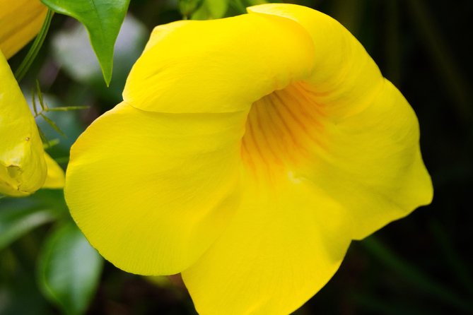 Escape Accra City to Aburi Gardens and Tetteh Quarshie Cocoa Farms - Aburi Botanical Gardens and the Strangler ficus