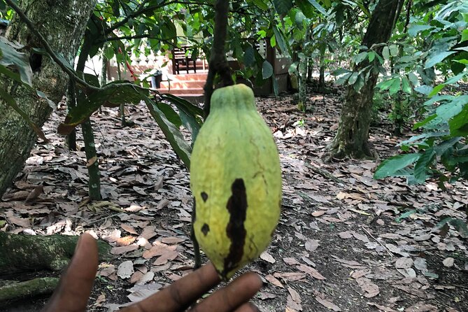 Experience Boti Waterfalls, Aburi Botanical Gardens & Tetteh Quarshie Cocoa Farm - Asenema Waterfalls adds a quieter final stop