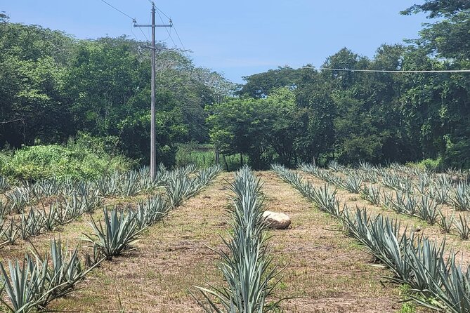 Finca 18 Puerto Vallarta Tequila Tour + Chocolate Pairing - What the welcome cocktail and ranch dogs add