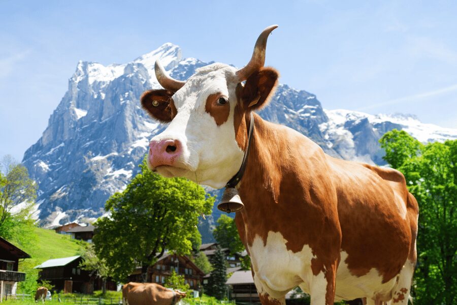 From Zurich: Chocolate and Cheese Tour in Appenzell - Key points to know before booking