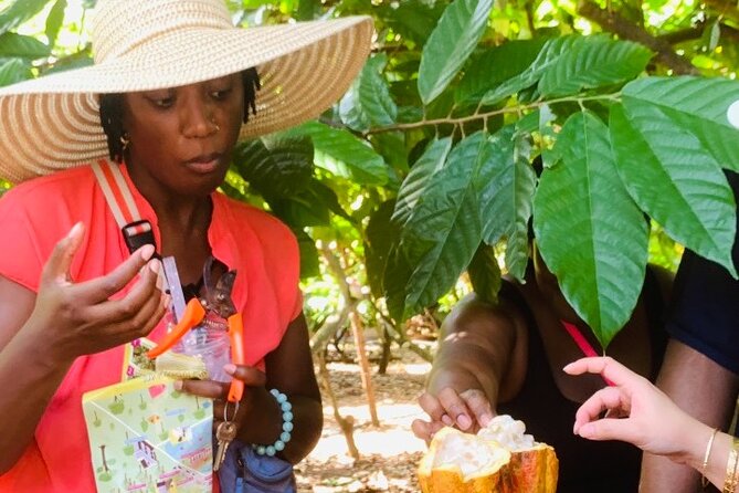 Full Day Experience to Farm and Chocolate - Is $16.55 Good Value?