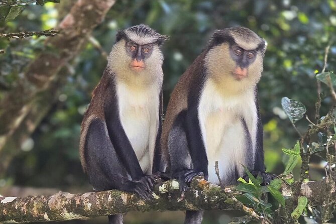 Full-Day Tour: Concord Waterfall, Chocolate Factory, Rum Distillery, Grand Etang - Grand Etang Lake: rainforest at the island’s center