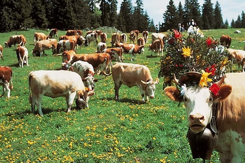 Geneva: Gruyères Tour with Chocolate, Cheese & Golden Train - Fondue at the dairy restaurant