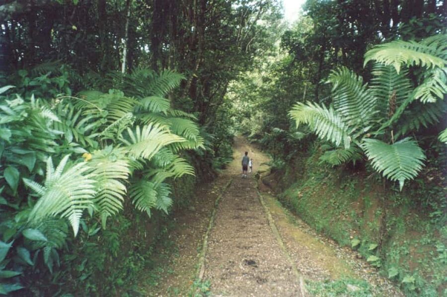 Grenada: Culture and Nature Island Tour with Chocolate & Rum - Grand Etang brings you into Grenada’s high interior