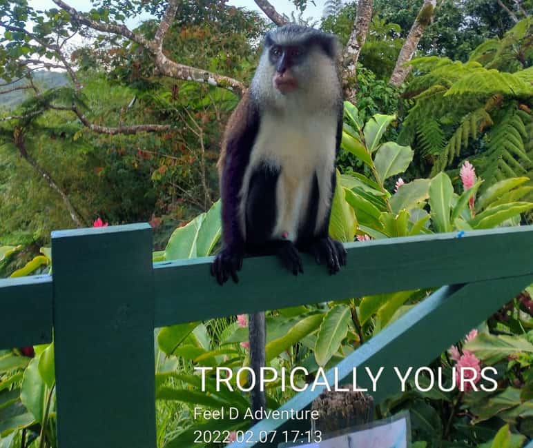 Grenada: Culture and Nature Island Tour with Chocolate & Rum - St. George’s gives the day its historical footing