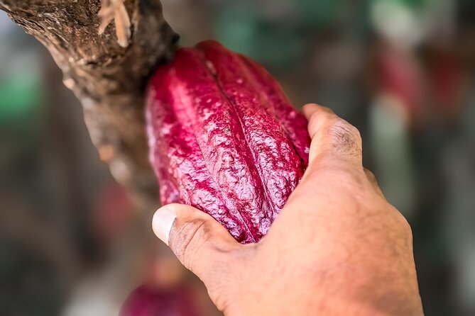Grenada Half Day Tour: Fort, Spice, Falls, Chocolate & Lunch Stop - Jouvay Chocolate and the bean-to-bar process