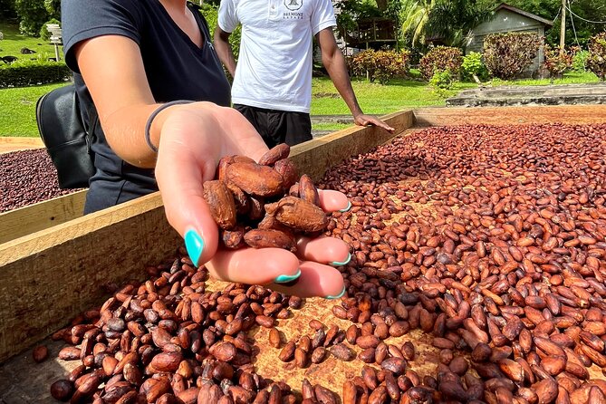 Grenada Half Day Tour: Fort, Spice, Falls, Chocolate & Lunch Stop - What the guide adds to the day