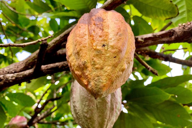 Grenada Herb & Spice Tour -Fort Frederick, Chocolate & Waterfalls - Key points at a glance