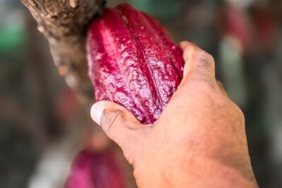 Grenada Herb & Spice Tour -Fort Frederick, Chocolate & Waterfalls