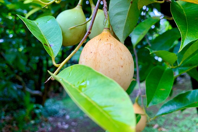 Grenada Herb & Spice Tour -Fort Frederick, Chocolate & Waterfalls - Guides, comfort, and the pace of the day