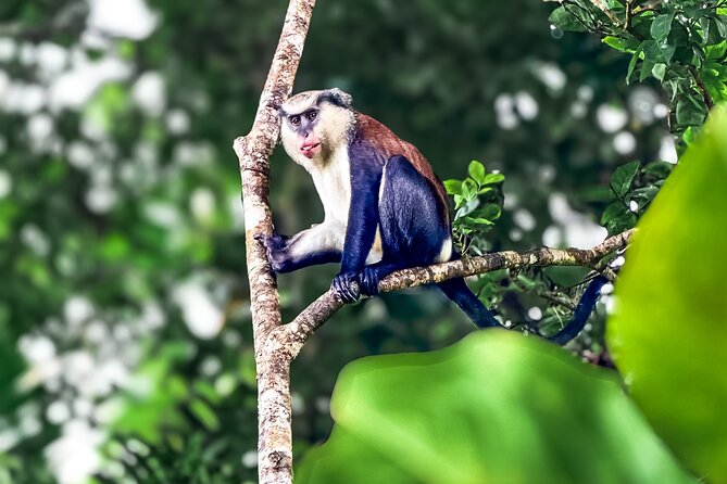 Grenada Highlights: City Tour, Fort, Chocolate, Rainforest- Falls - What the guide adds to the price