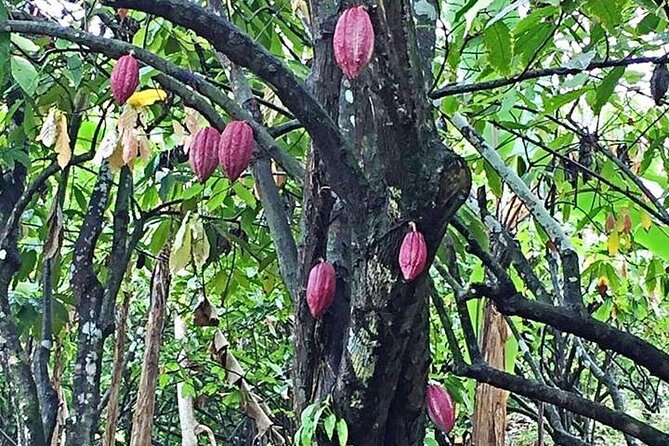 Grenada Spice Gardens, Rum & Chocolate Tour (Full/Half Day) - The guide can make or break the winding drive