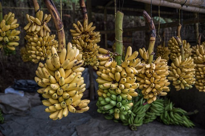 Guayaquil to Cuenca one-way tour with Cajas Park and a Cacao Farm visit - Why this road trip beats a plain bus ride