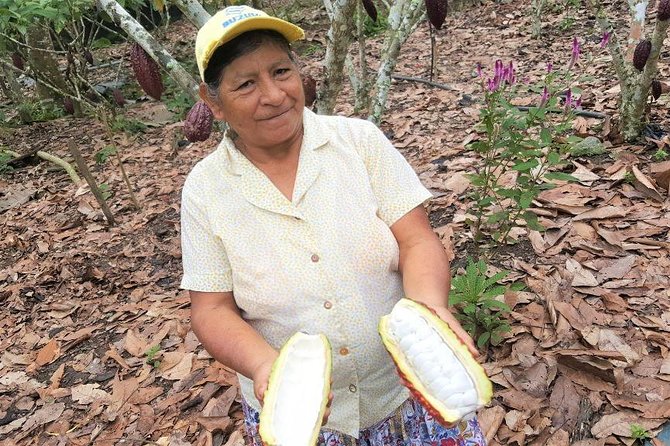 Guayaquil to Cuenca one-way tour with Cajas Park and a Cacao Farm visit - Cacao Loma: tasting the fruit before chocolate