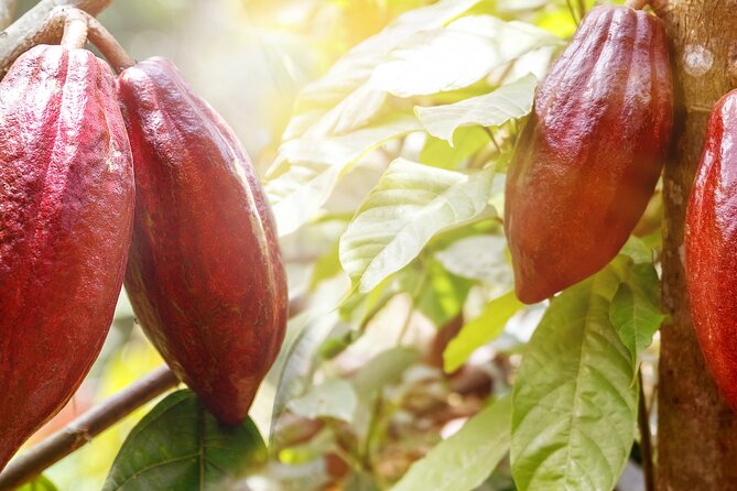 Guided tour of the Artisan Chocolate Factory in Tuscany - Timing, Booking, and Cancellation