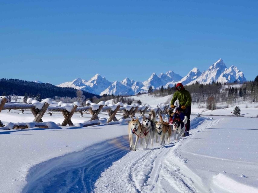 Jackson Hole: Dogsledding Tour with Hot Chocolate - Key points to know before booking