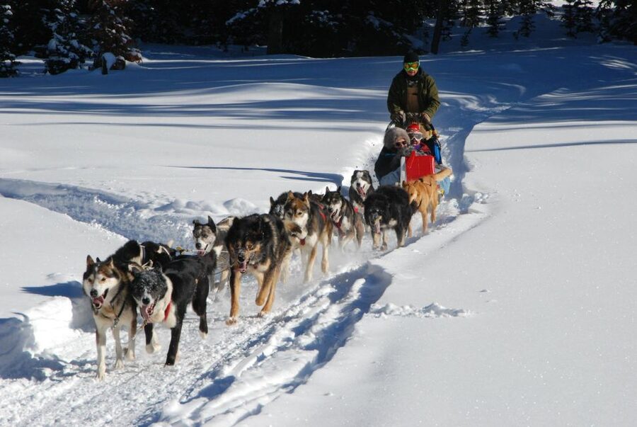 Jackson Hole: Dogsledding Tour with Hot Chocolate - Meeting the sled dogs at Heart Six Ranch