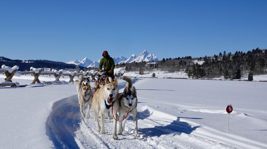 Jackson Hole: Dogsledding Tour with Hot Chocolate - Is $250 a fair price?