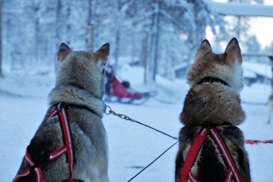 Jackson Hole: Dogsledding Tour with Hot Chocolate - Practical details that affect your day