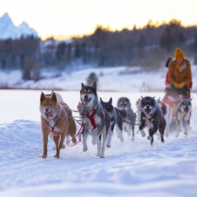 Jackson Hole: Dogsledding Tour with Hot Chocolate - A quiet run beside the Buffalo Fork