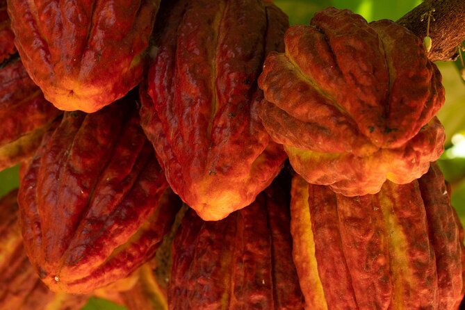 Kamananui Cacao Orchard Tour - Walking through the one-hour orchard visit