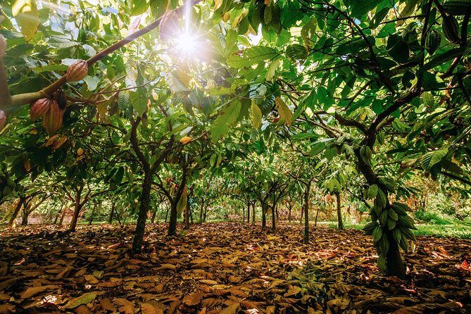 Kauai Chocolate Farm Tasting Tour - Seeing cacao before it becomes chocolate