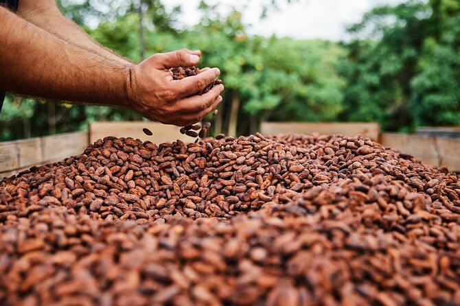 Kauai Chocolate Farm Tasting Tour - The estate-grown dark chocolate tasting