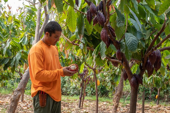 Lahaina: Maui Ku'ia Estate Guided Cacao Farm Tour and Tasting - Starting at Ku’ia Estate in Lahaina